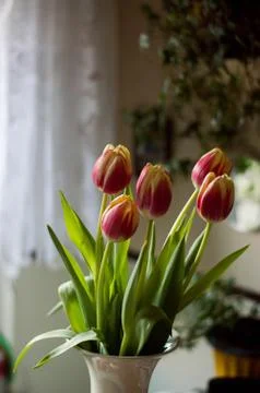 Tulips in a ceramic vase - rustic kitchen interior with spring flowers Stock Photos