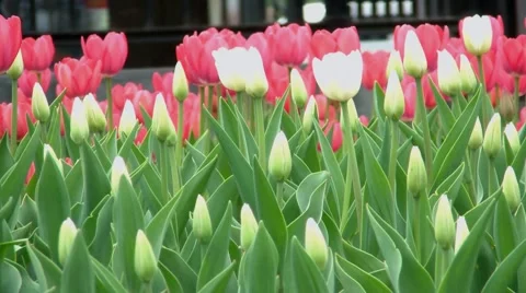 Tulips In The City Stock Footage 5295117
