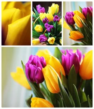 Tulips close up collage Stock Photos