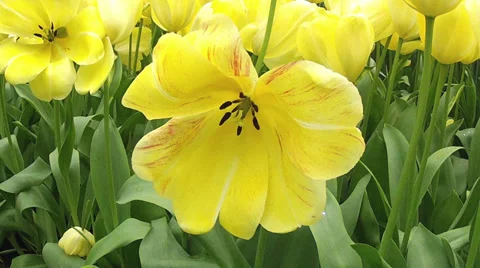 Tulips close-up. Stock Footage 31552994