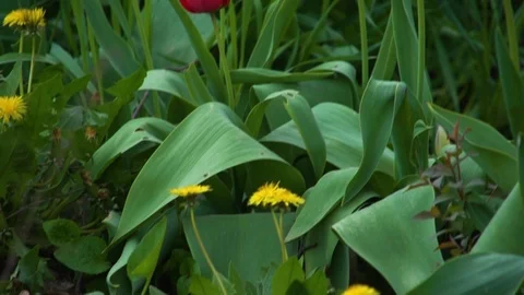 Tulips close up Stock Footage
