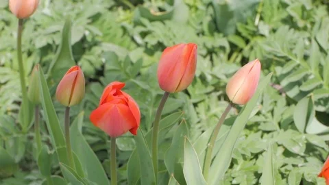 Tulips close up Stock Footage 110922521