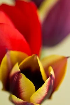 Tulips close up Stock Photos