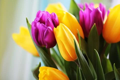 Tulips close up Stock Photos