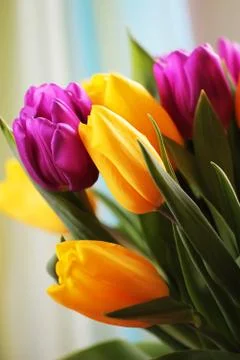 Tulips close up Stock Photos