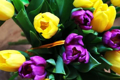 Tulips close up Stock Photos