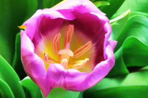 Tulips close up Stock Photos