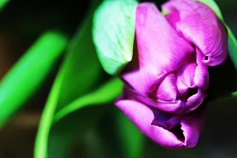 Tulips close up Stock Photos