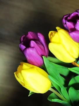 Tulips close up Stock Photos