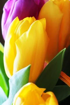 Tulips close up Stock Photos