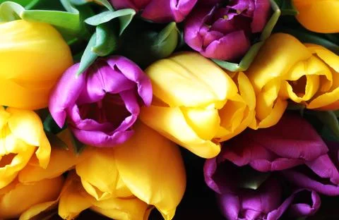 Tulips close up Stock Photos
