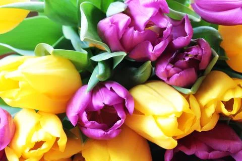 Tulips close up Stock Photos