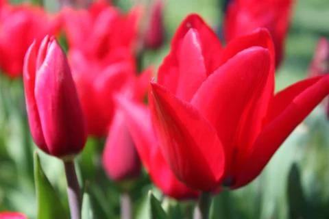 Tulips Close Up Stock Photos