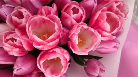 Tulips close up 写真素材