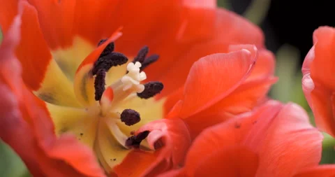 Tulips close-up rotating studio shot 4K Stock Footage 150285617