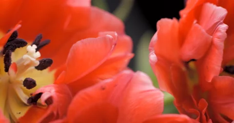Tulips close-up rotating studio shot 4K Stock Footage 150285699