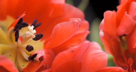 Tulips close-up rotating studio shot 4K Stock Footage 150285708