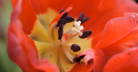 Tulips close-up rotating studio shot 4K Stock Footage 150285732