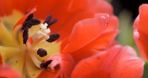 Tulips close-up rotating studio shot 4K Stock Footage 150285823