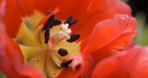 Tulips close-up rotating studio shot 4K Stock Footage 150285834