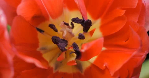 Tulips close-up rotating studio shot 4K Stock Footage 150285872