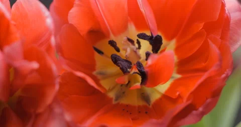 Tulips close-up rotating studio shot 4K Stock Footage 150285876