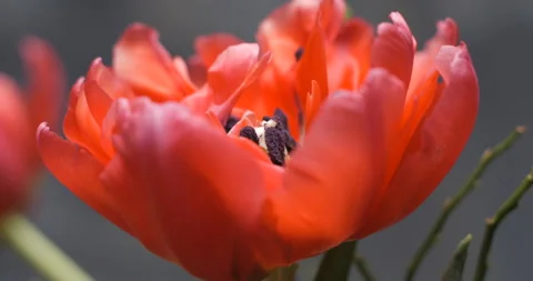 Tulips close-up rotating studio shot 4K Stock Footage 150285878