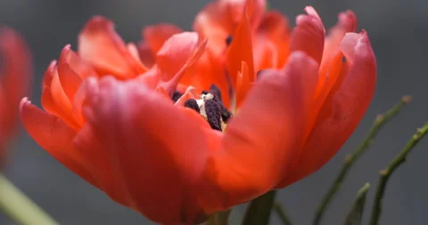 Tulips close-up rotating studio shot 4K Stock Footage 150285943