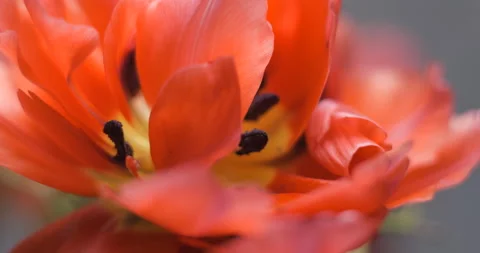 Tulips close-up rotating studio shot 4K Stock Footage 150285946