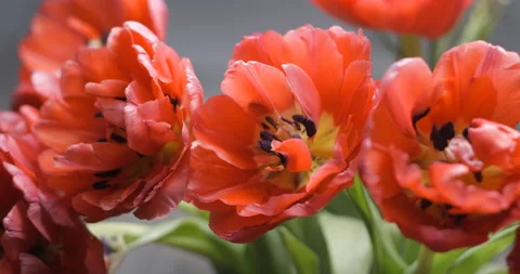 Tulips close-up rotating studio shot 4K Stock Footage 150285964