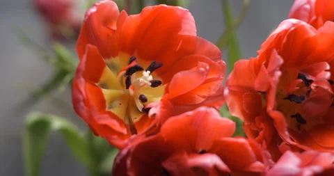 Tulips close-up rotating studio shot 4K Stock Footage 150285965