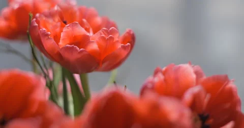 Tulips close-up rotating studio shot 4K Stock Footage 150285968