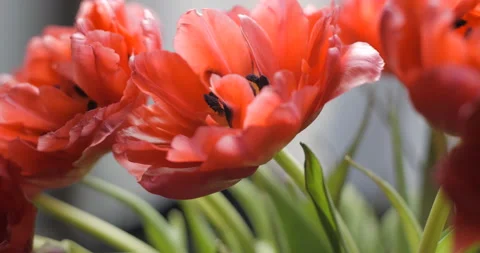 Tulips close-up rotating studio shot 4K Stock Footage 150286006
