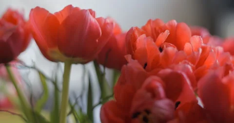Tulips close-up rotating studio shot 4K Stock Footage 150286011