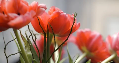 Tulips close-up rotating studio shot 4K Stock Footage 150286035