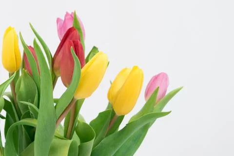 Tulips close-up on a white background. Different colors. Postcard, there is Stock Photos