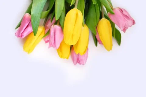 Tulips close-up on a white background. Different colors. Stock Photos