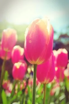 Tulips closeup Stock-Fotos