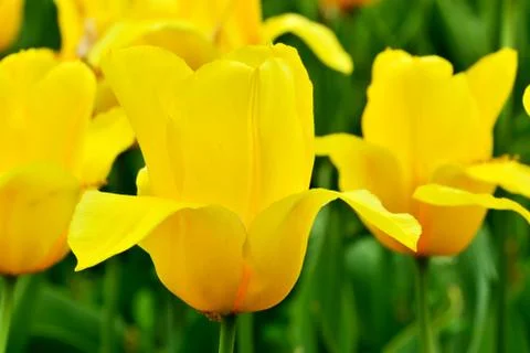 Tulips closeup Stock Photos