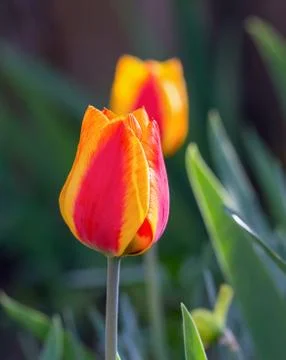 Tulips closeup Stock Photos
