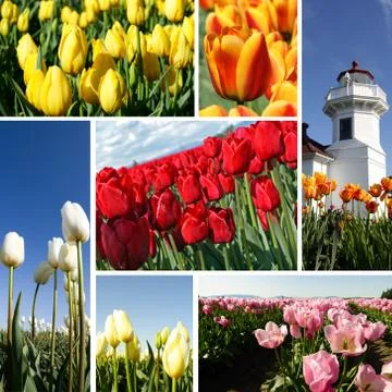 Tulips collage Stock Photos