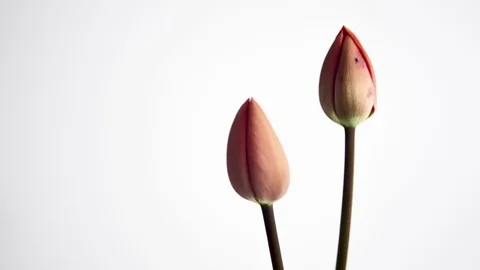 Tulips coming into bloom - 1. Vidéo 88230248