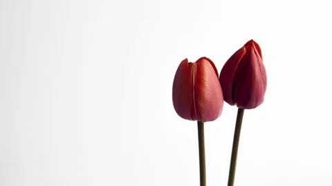 Tulips coming into bloom - 2 Vidéo 88244181