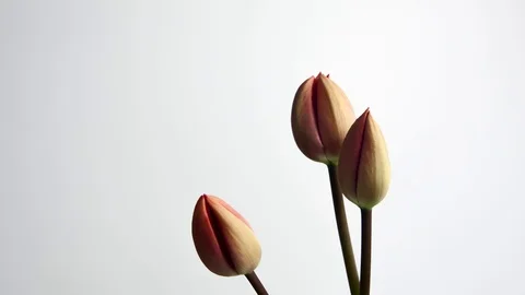 Tulips coming into bloom - 3 Stock Footage