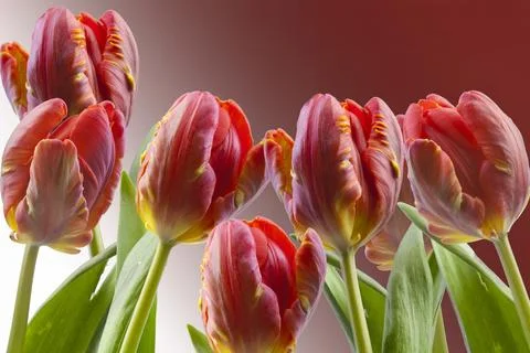 Tulips with copy space Stock Photos