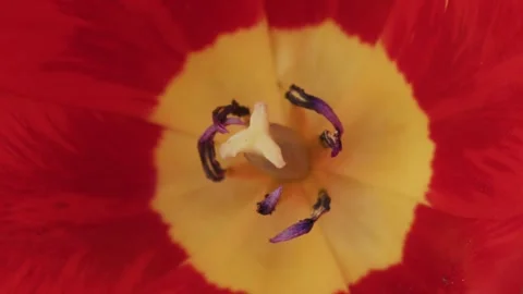 Tulip's core in sharp focus Stock Footage 331521574