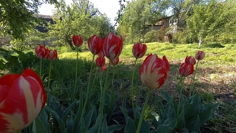 Tulips in the countryside Stockbeeldmateriaal 109533047