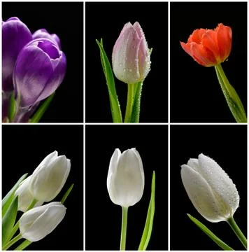 Tulips with crocuses Stock Photos