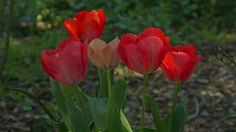 Tulips in dappled light, gently waving in the breeze Stock Footage 270613549