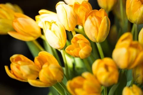 Tulips on a dark background Stock Photos